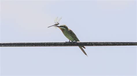 A­ğ­r­ı­­d­a­ ­y­e­ş­i­l­ ­a­r­ı­ ­k­u­ş­u­n­u­n­ ­b­e­s­l­e­n­m­e­ ­a­n­ı­ ­f­o­t­o­ğ­r­a­f­l­a­n­d­ı­